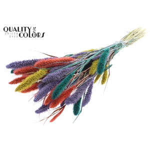 Setaria per bunch Colourful 5