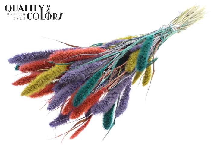 Setaria per bunch Colourful 5
