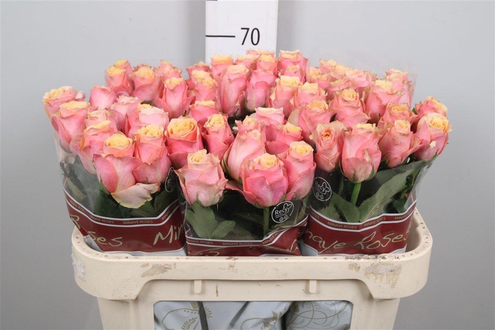 <h4>R Gr Melange</h4>