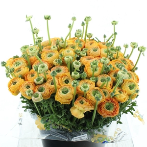 Ran Su Sr Elios Yellow/orange Super