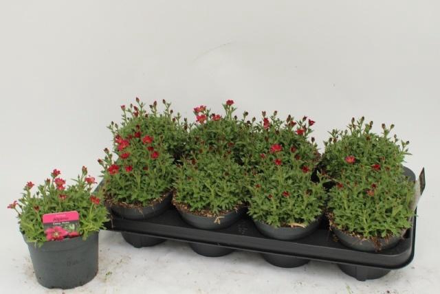 <h4>SAXIF AR ALP ROSE</h4>