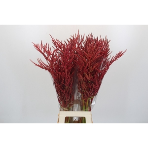 Bromelia Red Paloma