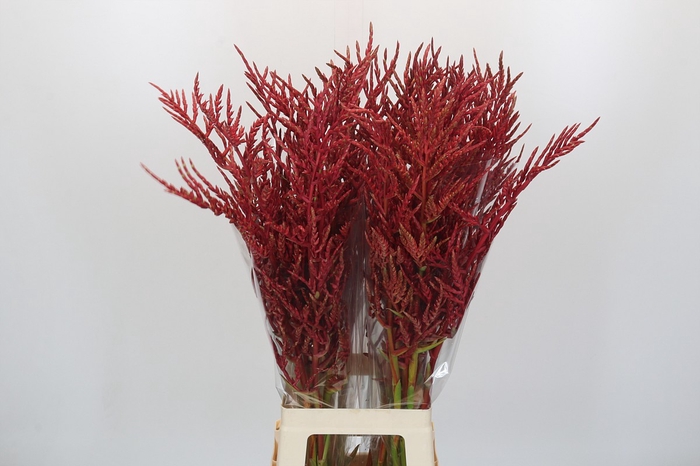 Bromelia Red Paloma