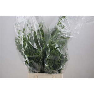 Jasmijn Ranken P Bunch