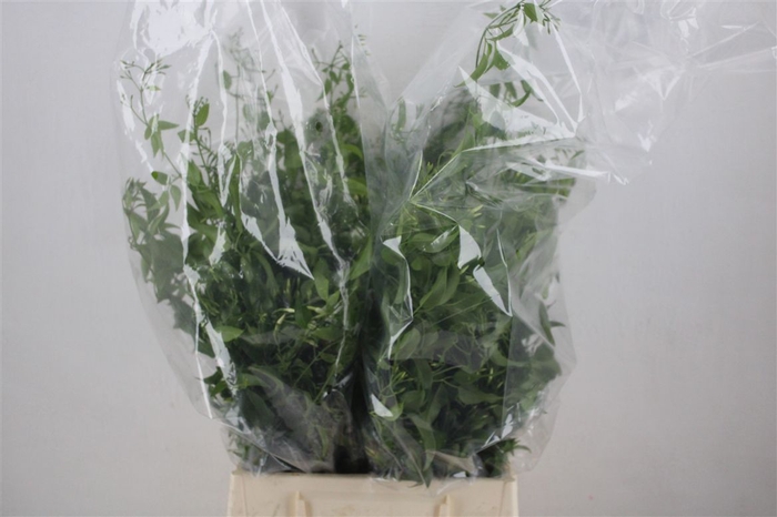<h4>Jasmijn Ranken P Bunch</h4>