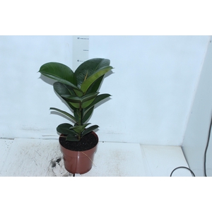 FICUS ELASTICA CLOE P17