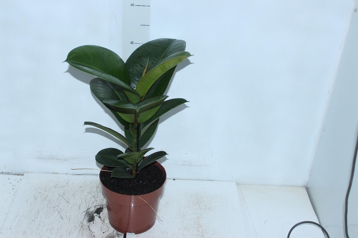 <h4>FICUS ELASTICA CLOE P17</h4>