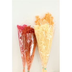 Dried Brooms Mix Bunch