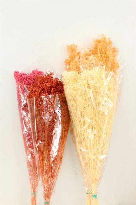 Dried Brooms Mix Bunch