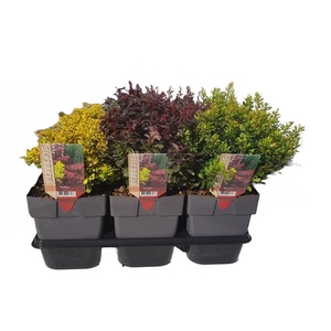 Berberis thunbergii mix P17