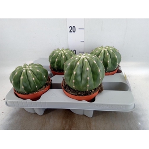 Cactus   ...