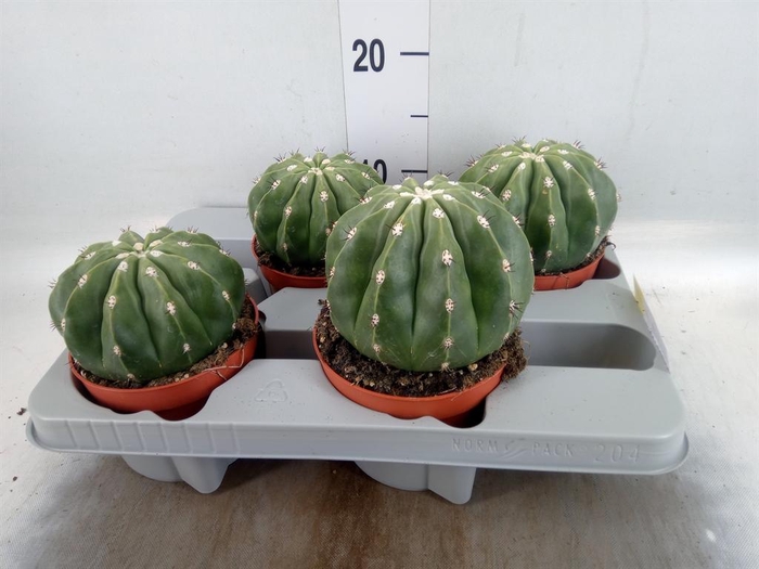 <h4>Cactus   ...</h4>