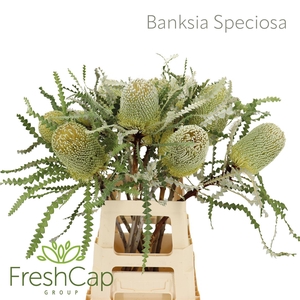 Banksia Speciosa