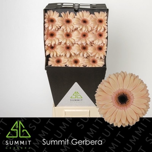 Gerbera Laureen Diamond