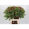 Protea Robijn