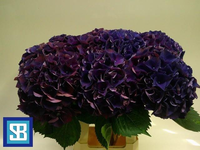 <h4>HYDR M ROYAL KING</h4>