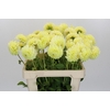 Dahlia (Decorative Grp) 'Banana Baby'