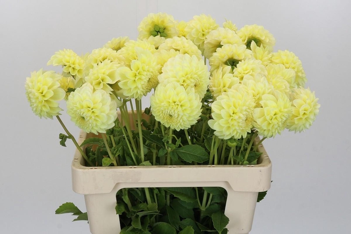 <h4>Dahlia Banana Baby</h4>