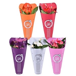 MoreLIPS® Anthurium mix in Metallic Hoes