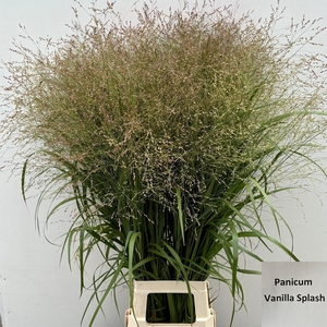 Panicum Vanilla Splash