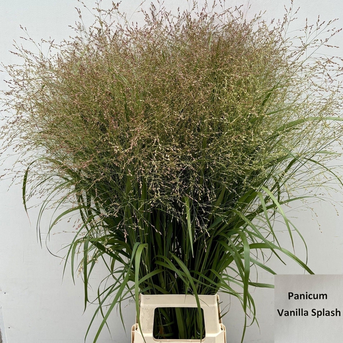 <h4>Panicum Vanilla Splash</h4>
