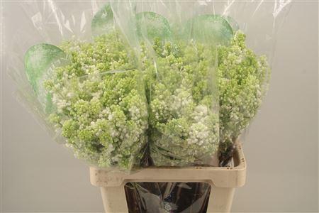 <h4>Syr Stepman White</h4>