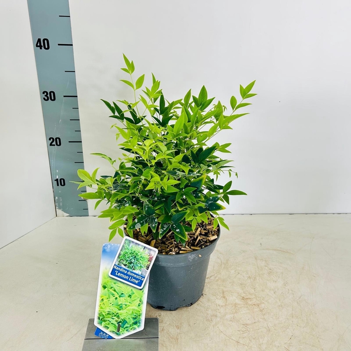 <h4>Nandina domestica Lemon & Lime ('Lemlim'PBR)</h4>