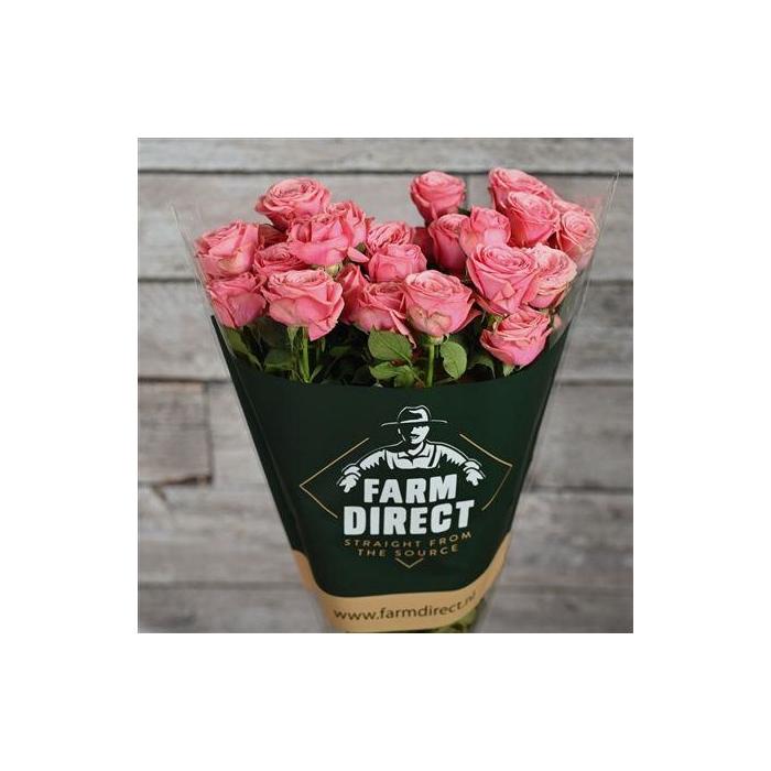 <h4>R Tr Dionne</h4>