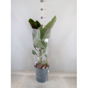 Musa  'Dwarf Cavendish'
