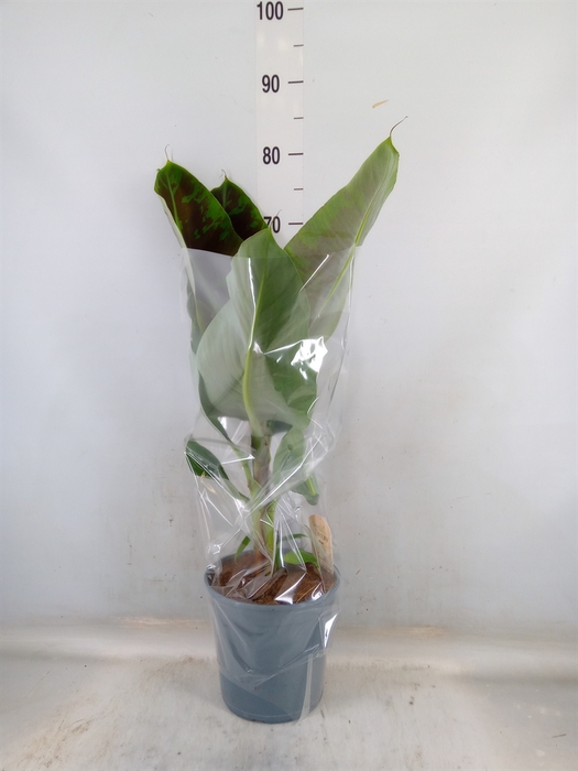 <h4>Musa  'Dwarf Cavendish'</h4>