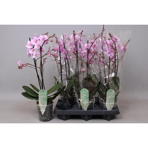 PHAL MF F ROSANNE