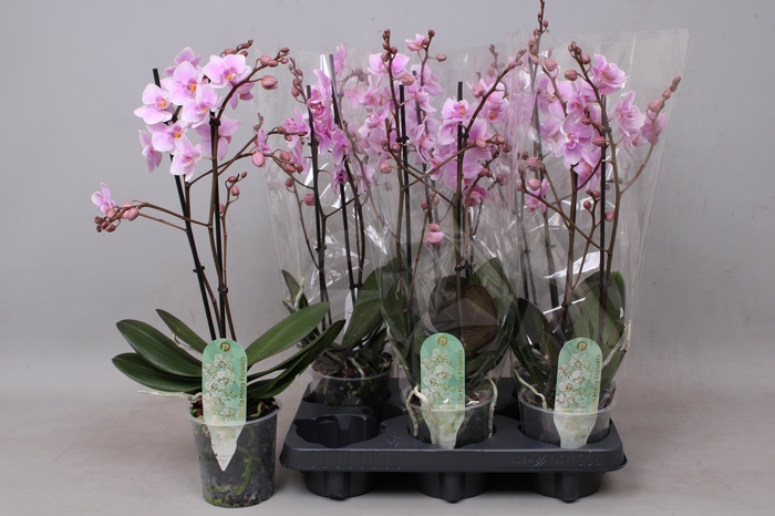 <h4>PHAL MF F ROSANNE</h4>
