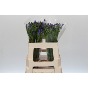 Triteleia Blues