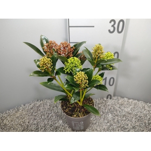 Skimmia japonica 'Trio-Colour'