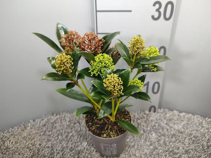 <h4>Skimmia japonica 'Trio-Colour'</h4>