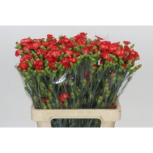 Dianthus Sp Symply Sun
