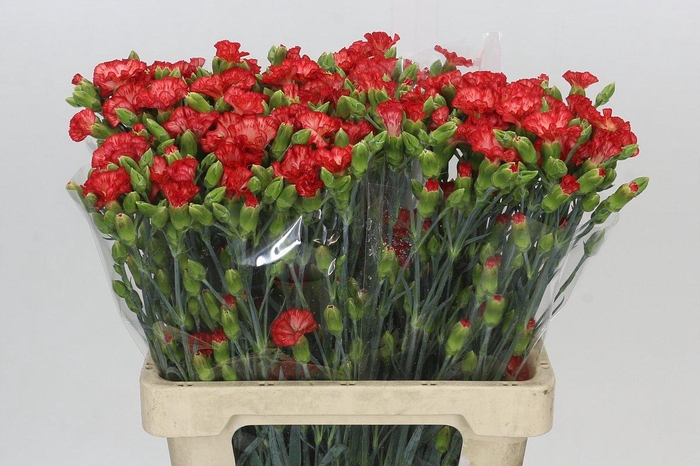 <h4>Dianthus Sp Symply Sun</h4>