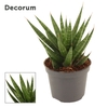 Sansevieria Francisii 6 cm (Decorum)
