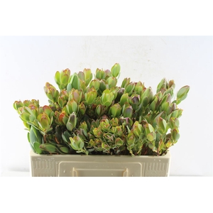 Leucad Discolor Spray