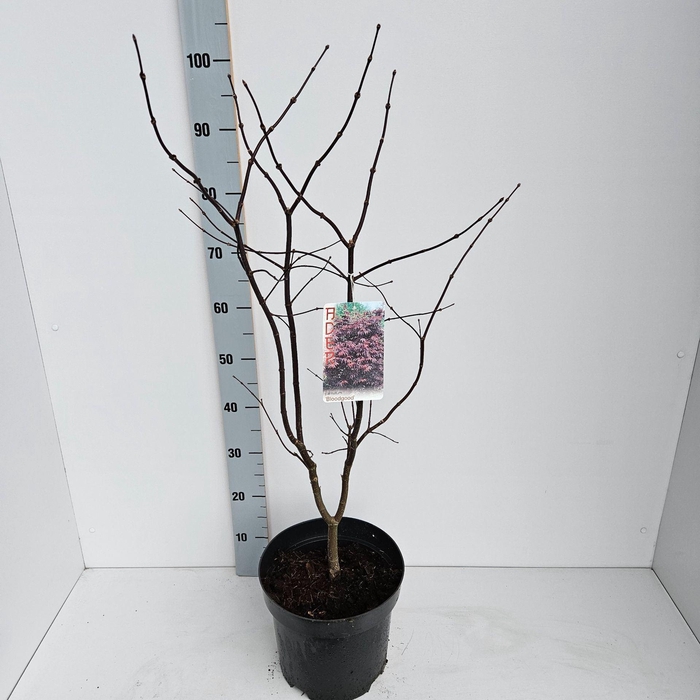 <h4>Acer palmatum Bloodgood</h4>