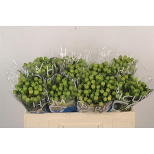 Hyp Coco Bamboo Green