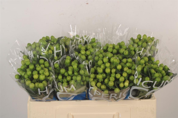 <h4>Hyp Coco Bamboo Green</h4>