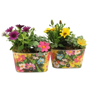 31686: Outdoor summer arrangement