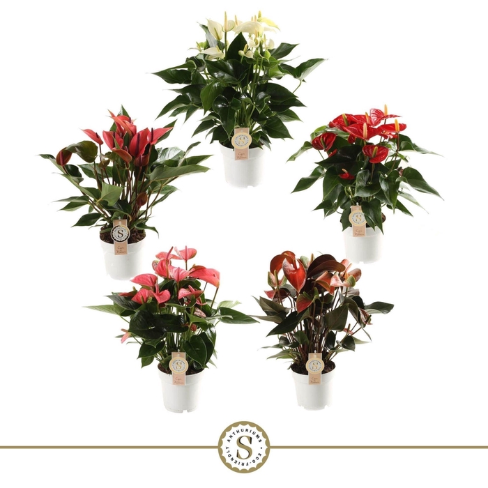 <h4>Anthurium Andr. gemengd 5 kleuren</h4>