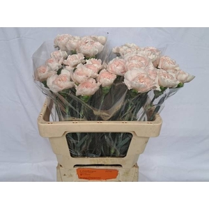 DI ST BRIDAL DAMASCU