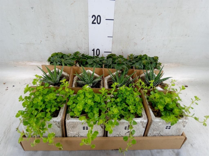 <h4>Arr.   Kamerplant Groen L%</h4>