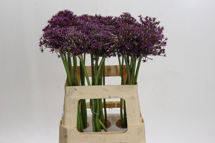 <h4>Allium Miami</h4>