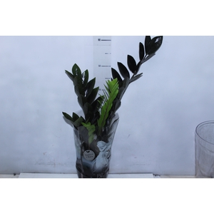 ZAMIOCULCAS BLACK QUEEN P14