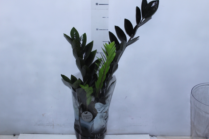 <h4>ZAMIOCULCAS BLACK QUEEN P14</h4>