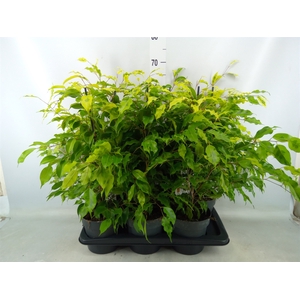 Ficus benja. 'Golden Monique'